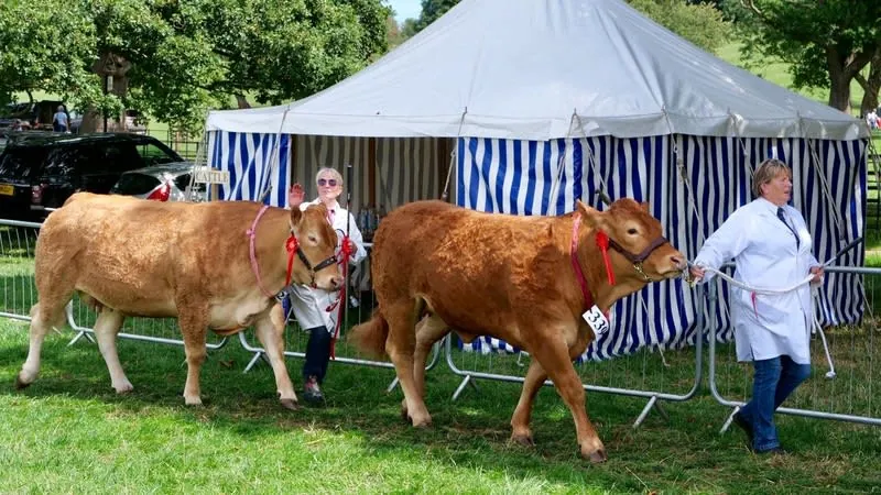 Handlers parading prize cattle in front of a striped marquee at an agricultural show