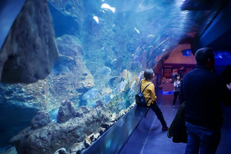 Visitors watching fish drift overhead from an aquarium's underwater tunnel