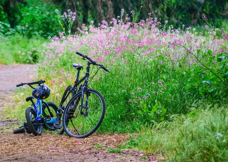 Two bikes resting beside a bank of summer wildflowers on a country path