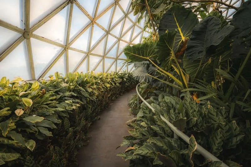 Walkway curving through dense planting inside a domed rainforest glasshouse