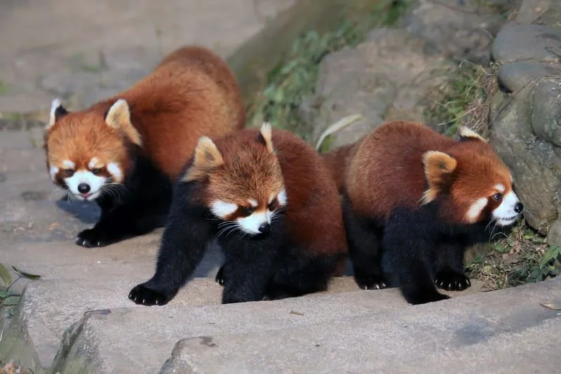 Three red pandas exploring a rocky zoo enclosure